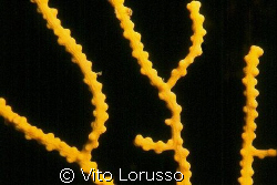 Corals - Eunicella cavolinii by Vito Lorusso 